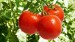Tomato Round - Image 2
